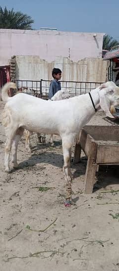 10 heavy weight bakra for qurban