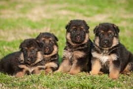 German Shepherd Puppies Male and For Sale Or Exchange