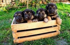 German Shepherd Puppies Male and Female For Sale Or Exchange Possible