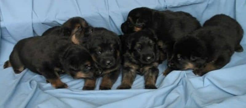 German Shepherd Puppies Male and Female For Sale And Exchange Possible 4