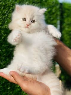 Persian kittens Ava now