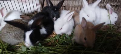 Rabbit White Angora-like, other Red Eye, All Brown, Grey,Brown/White