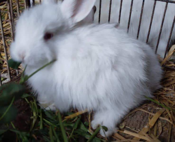 Rabbit White Angora-like, other Red Eye White, Grey/White, Brown/White 1