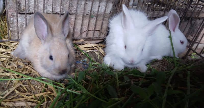 Rabbit White Angora-like, other Red Eye, All Brown, Grey,Brown/White 12