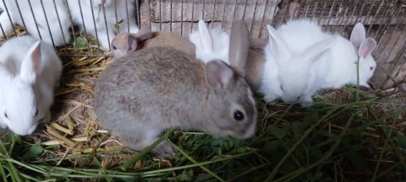 Rabbit White Angora-like, other Red Eye, All Brown, Grey,Brown/White 13