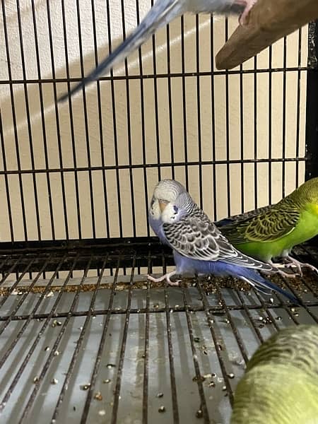 king size budgie parrot 2