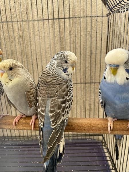 king size budgie parrot 3
