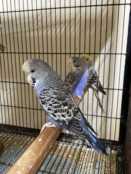 king size budgie parrot 4