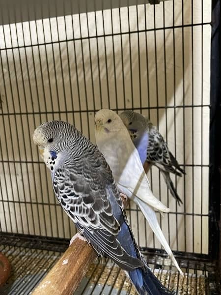 king size budgie parrot 5