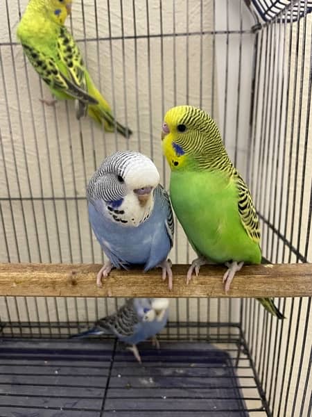 king size budgie parrot 1