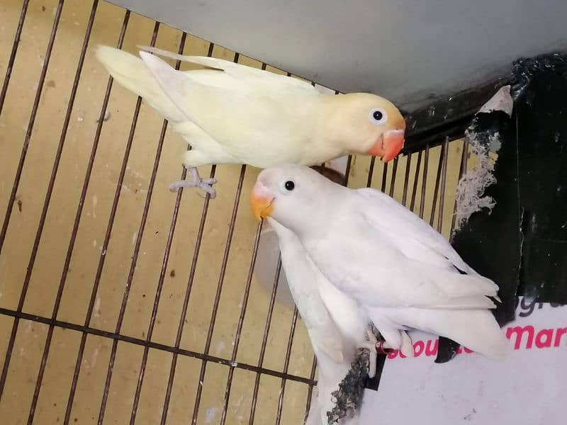 Love birds, Decino, Albino Red eye, Parblue/ino 4