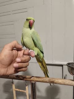 urgent sale hand time ringneck and easy movable fancy stand
