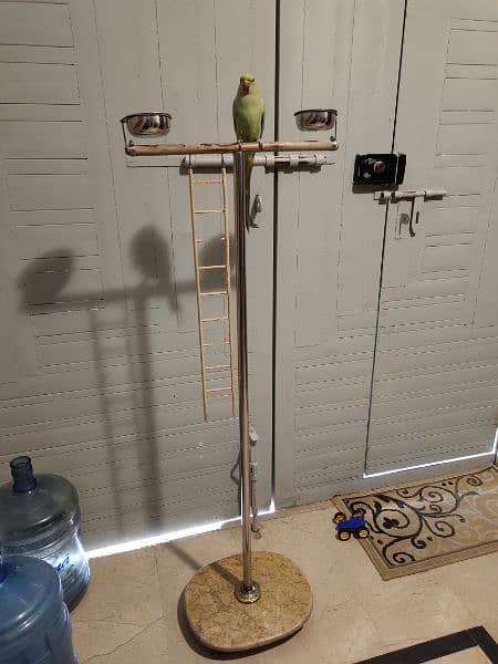 urgent sale hand time ringneck and easy movable fancy stand 5