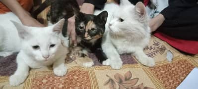 white female persian cat with two kittens male and female pair