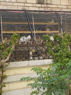 price per piece home breed healthy fancy pigeon lakka pejan kabootar