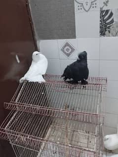 price per piece home breed healthy fancy pigeon lakka pejan kabootar