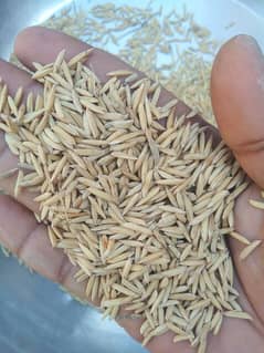 munji/pedy/rice seed/dhanj basmati 515