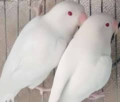 albino red eyes breeder pair available for sale