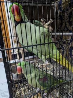 raw parrot (Alexandrine) pair