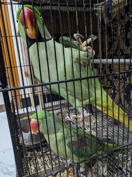 raw parrot (Alexandrine) pair 0