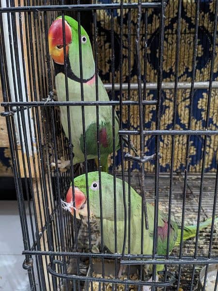 raw parrot (Alexandrine) pair 1