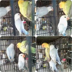 Parblue Dilute | Blue Dilute | Love Birds | Parrot | Parrots