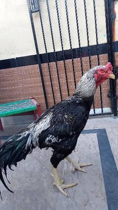 sindhi aseel  chicken for sale