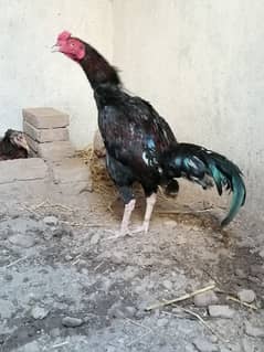 Aseel Murghay Active and healthy 12 month age murghay for sale