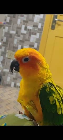 Hand tamed Sun Conure Available for sale