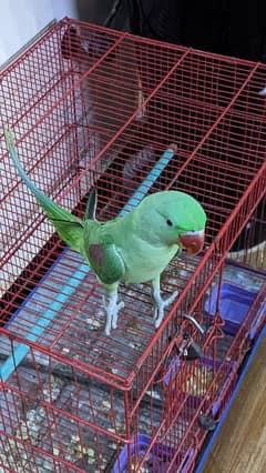 Alexander parrot urgent sell