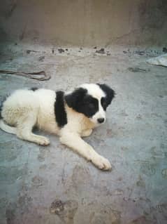 rashiya dog sell karna he  0304. . 41. . 87. . 87. . 1
