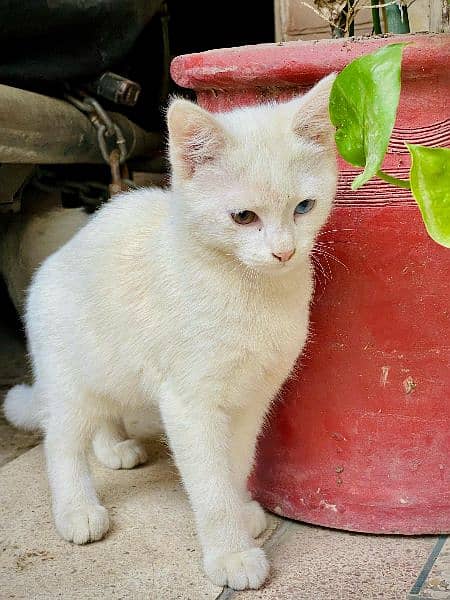 Odd Eyes Persian kitten 2