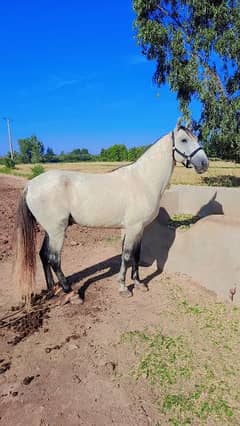 Neza Bazi trained horse for sale