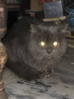 Heavy Weight Persian Cat 0