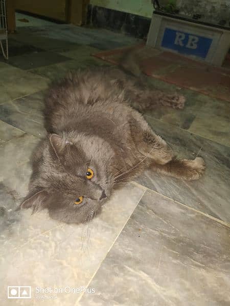 Heavy Weight Persian Cat 1