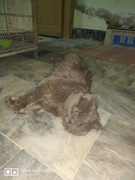 Heavy Weight Persian Cat 2