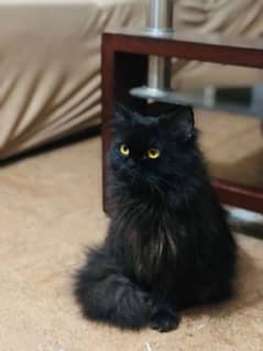 Pure Persian Cat Available