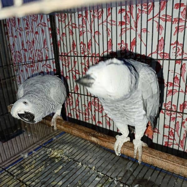 African gray parrot / Grey parrot  pair for sale 1