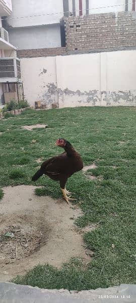 Mix Rampuri Aseel Breeder Pair For Sell 1