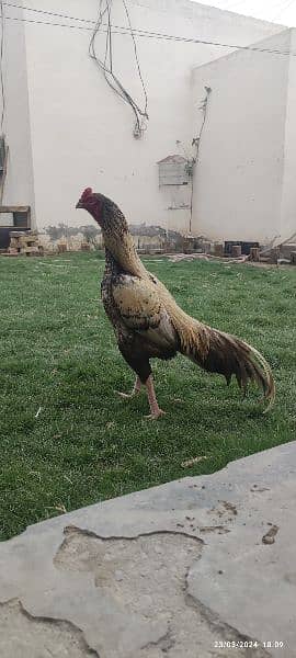 Mix Rampuri Aseel Breeder Pair For Sell 2