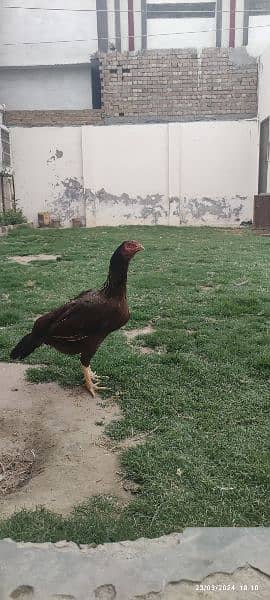 Mix Rampuri Aseel Breeder Pair For Sell 4