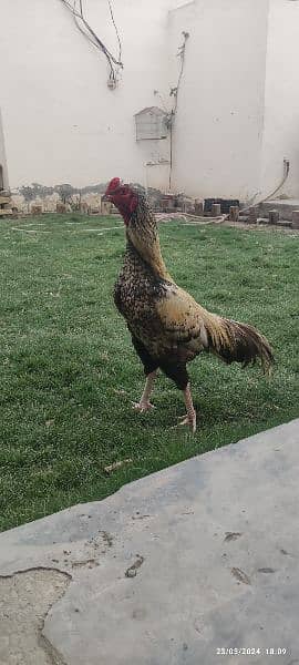 Mix Rampuri Aseel Breeder Pair For Sell 6