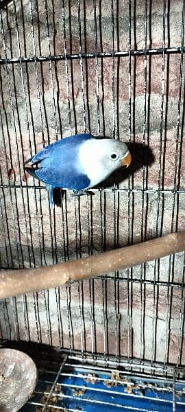 Albion black eyes and lutino black eyes Blue Opaline parable 4