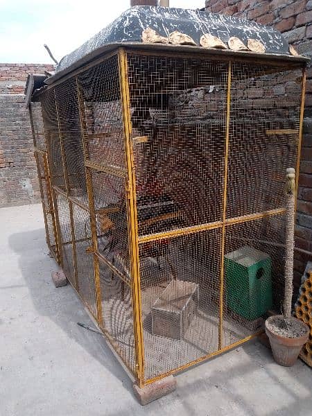 All birds cage 3