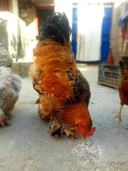 Brahma Young Breader Male for sale 6