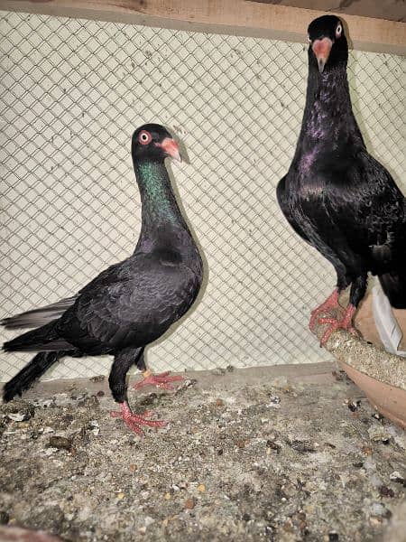 Ring bird full breeder pair 0