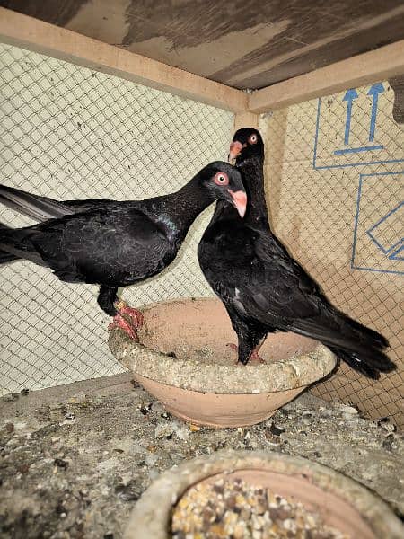 Ring bird full breeder pair 1