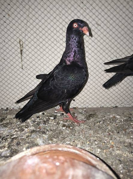 Ring bird full breeder pair 2