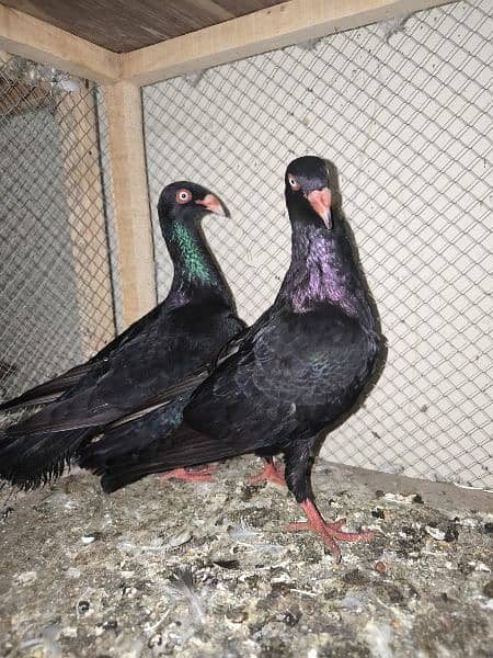 Ring bird full breeder pair 4
