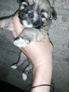 shitzu female puppy for sale